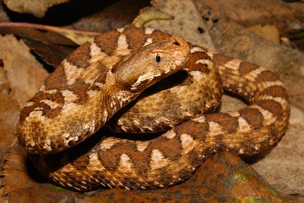 Vipera ammodytes