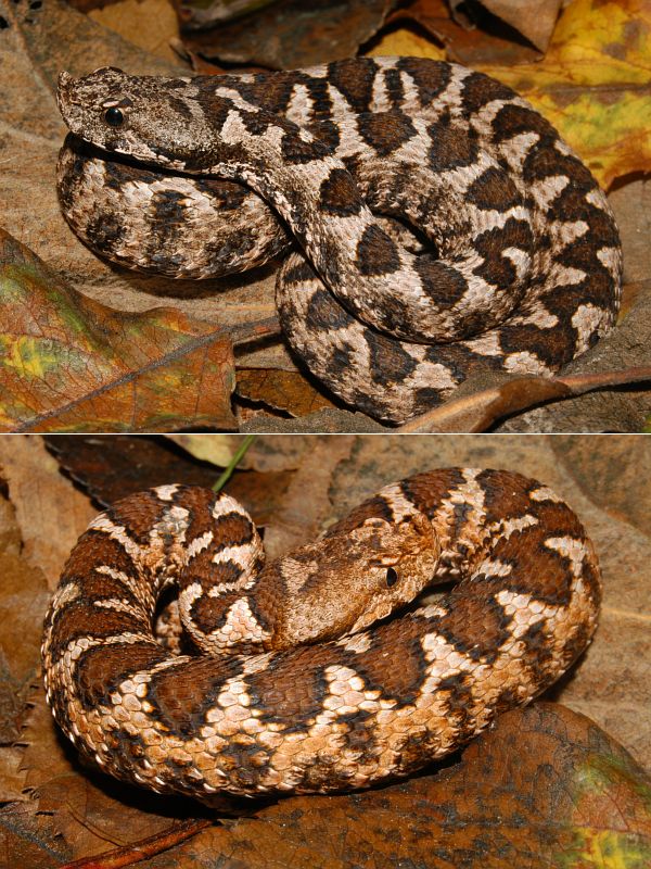 Vipera ammodytes