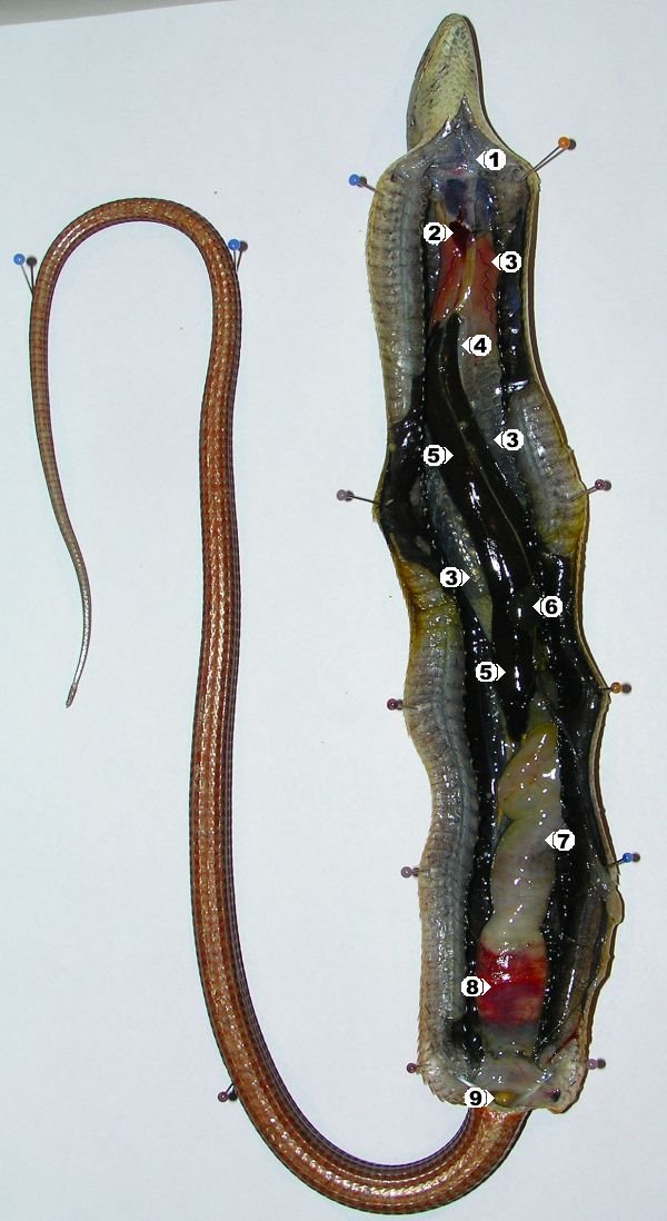 Pseudopus apodus