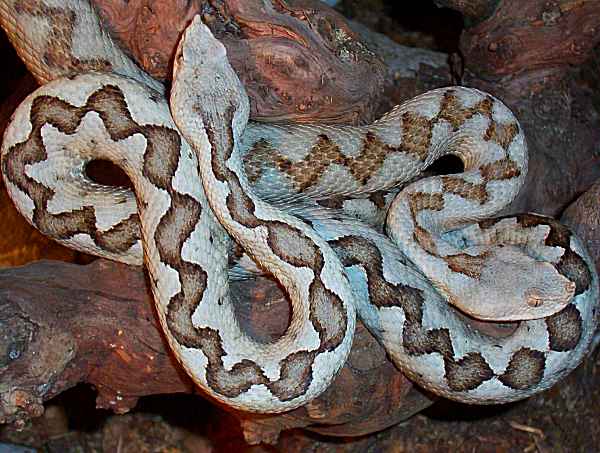 Vipera ammodytes Vipera ammodytes