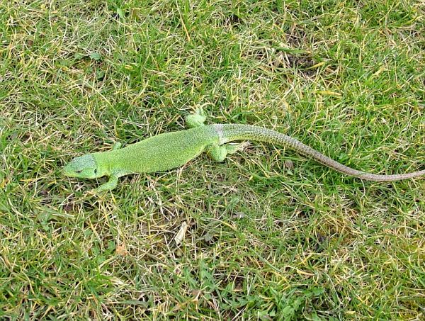 Lacerta trilineata Lacerta trilineata