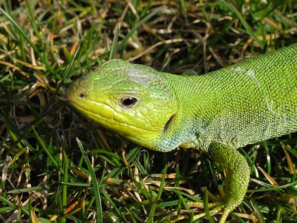 Lacerta trilineata