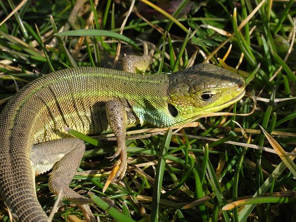 Lacerta trilineata