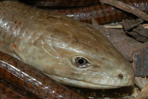 Pseudopus apodus Pseudopus apodus