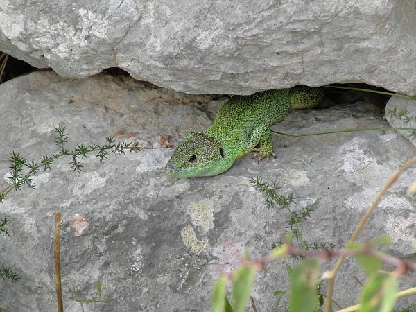 Lacerta trilineata Lacerta trilineata