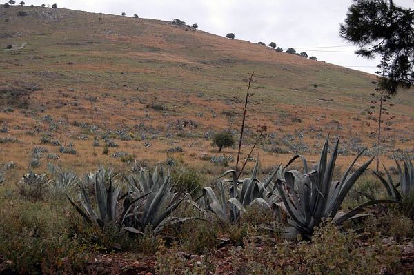 Agave