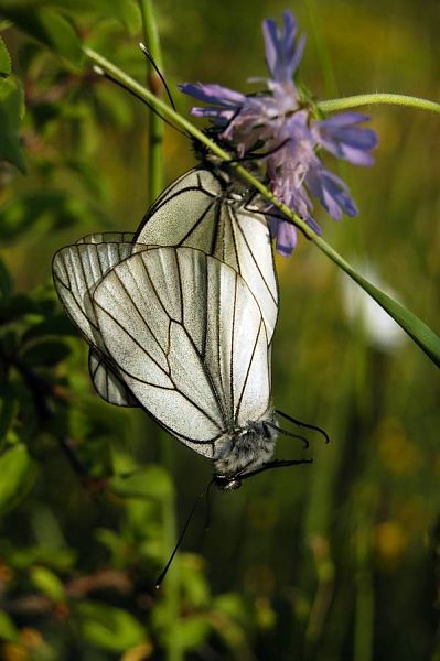 Aporia crataegi