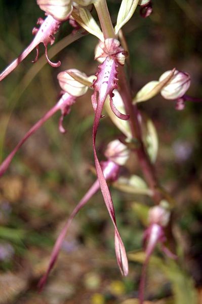 Himantoglossum adriaticum