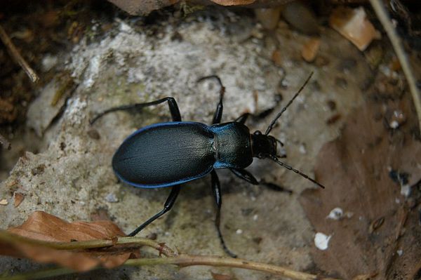 Carabus violaceus