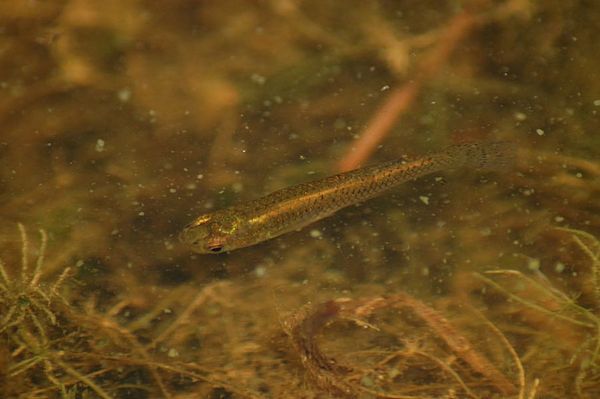 Gambusia affinis