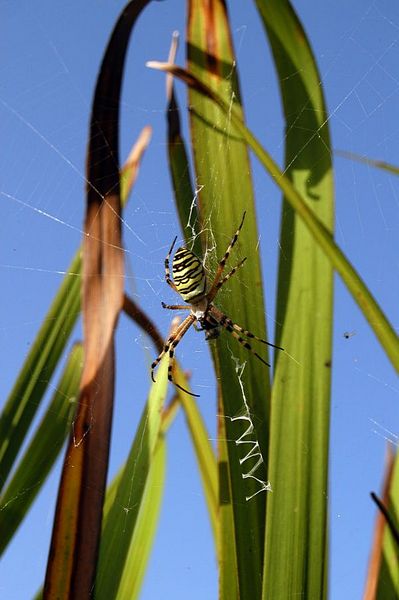 Argiope bruennichi