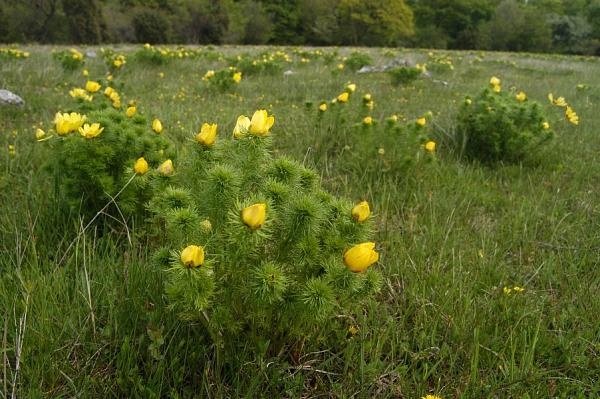 Adonis vernalis