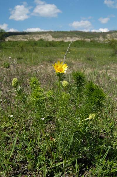 Adonis volgensis