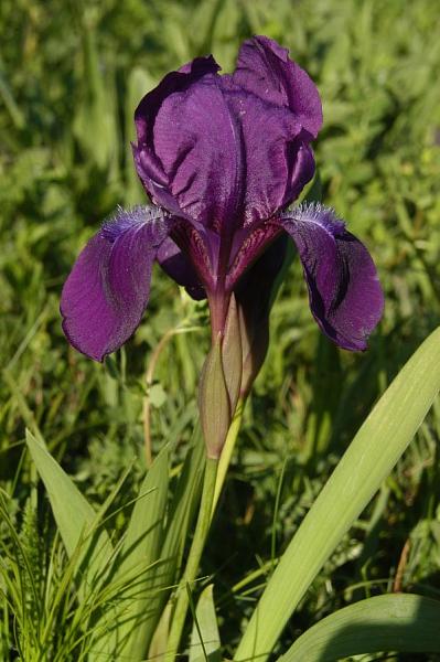 Iris