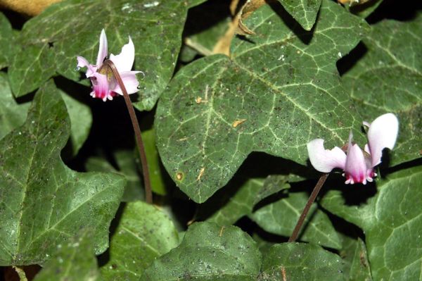 Brambořík Cyclamen purpurascens