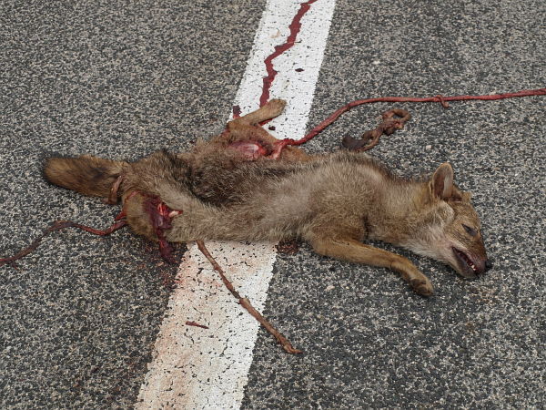 Canis aureus Canis aureus