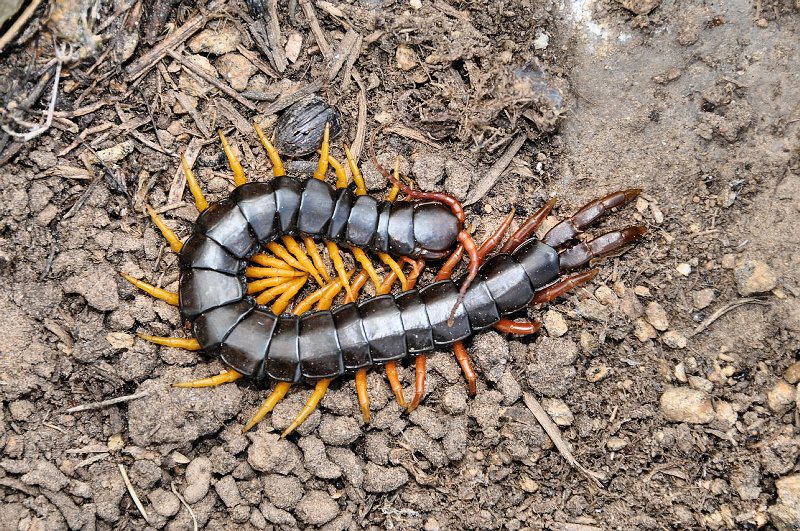 Hojné stonohy rodu Scolopendra