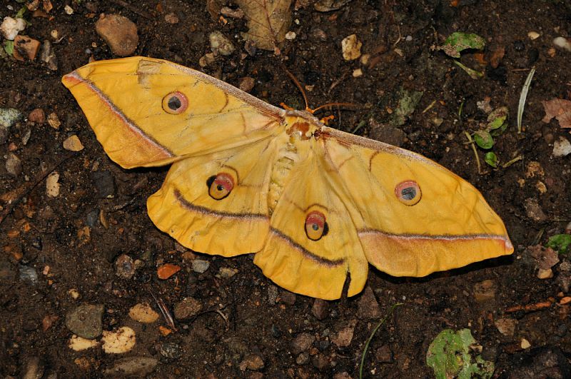 Antheraea yamamai