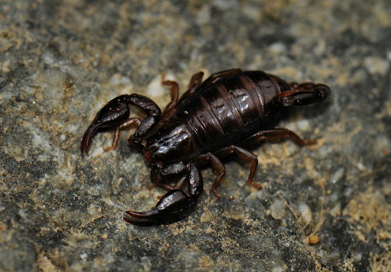 Euscorpius