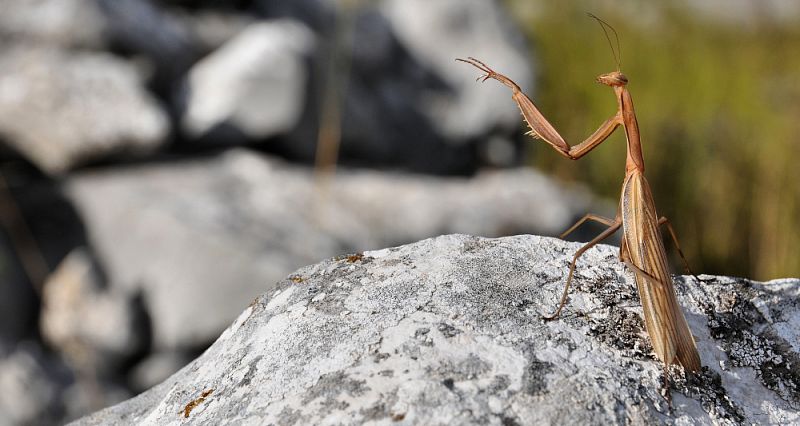 Mantis religiosa