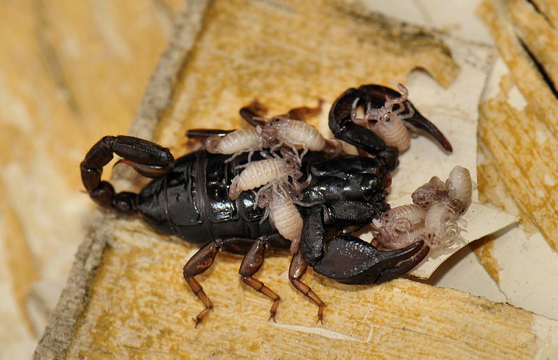 Euscorpius