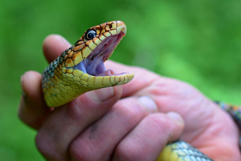 Dolichophis caspius obvykle kouše bez štěkání