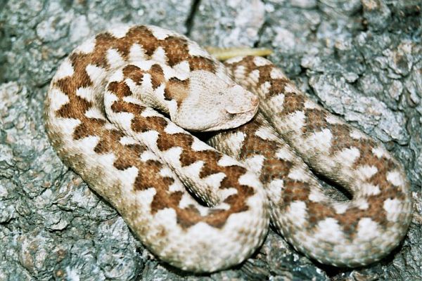 Vipera ammodytes