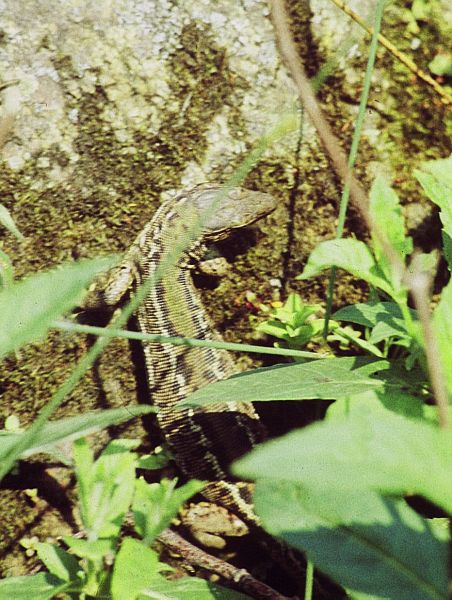 Lacerta viridis Lacerta viridis