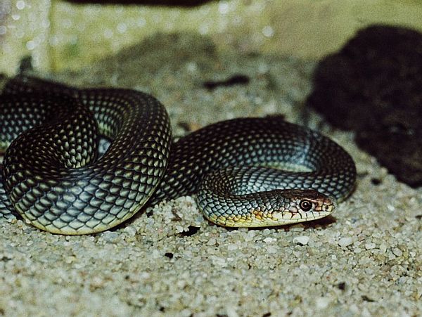 Dolichophis caspius Dolichophis caspius
