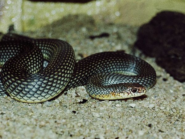 Dolichophis caspius