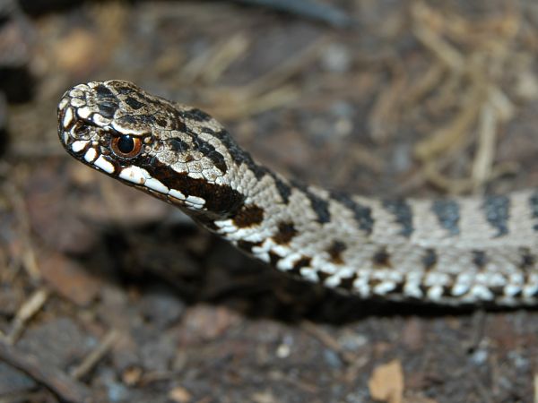 Vipera berus