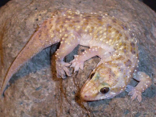 Hemidactylus turcicus