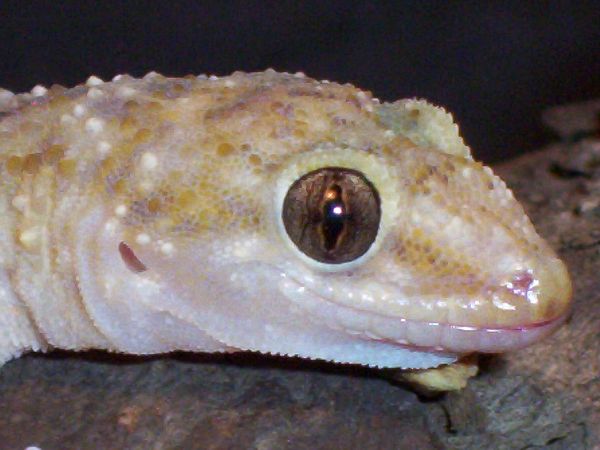 Hemidactylus turcicus