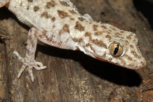 Mediodactylus kotschyi