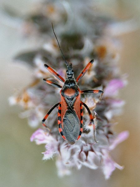 Rhinocoris iracundus