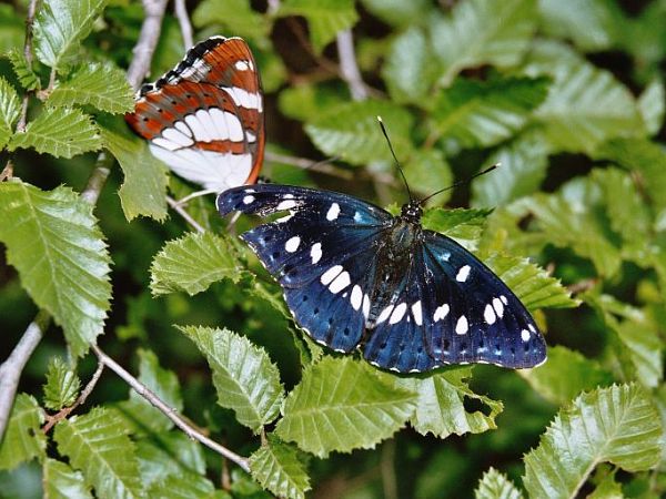 Limenitis reducta