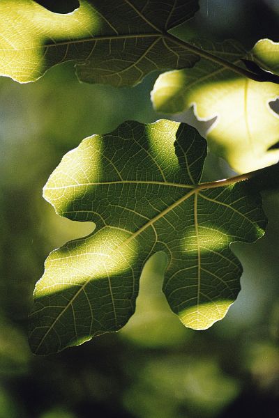 Ficus carica