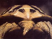 U želv druhu Testudo hermanni jsou jedinci s nerozděleným nadocasním štítkem spíše výjimkou. Na snímku je poddruh T. h. boettgeri.