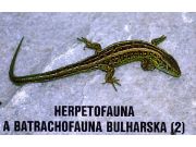 Lacerta agilis bosnica