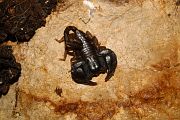 Euscorpius sp.