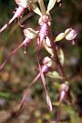 Himantoglossum adriaticum