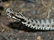 Vipera berus bosniensis