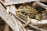 Pelophylax ridibundus