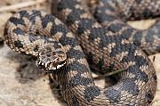 Vipera berus