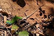 Lacerta viridis