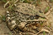 Pelophylax ridibundus