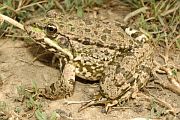 Pelophylax ridibundus