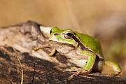 Hyla arborea