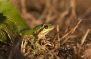 Hyla arborea