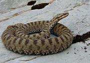 Vipera berus